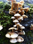 FZ009434 Mushrooms on side of fallen tree.jpg
